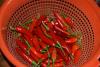 Chiles piri-piri maduros en un colador.