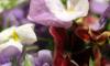 Flores comestibles frescas.