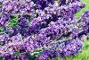 Flores de lavanda.