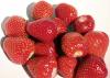 Fresas recién recogidas