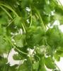 Hojas de cilantro fresco.
