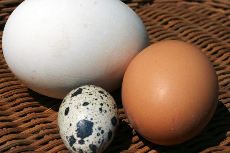 Un huevo de ganso, blanco; un huevo de gallina, moreno; un huevo de codorniz, moteado.