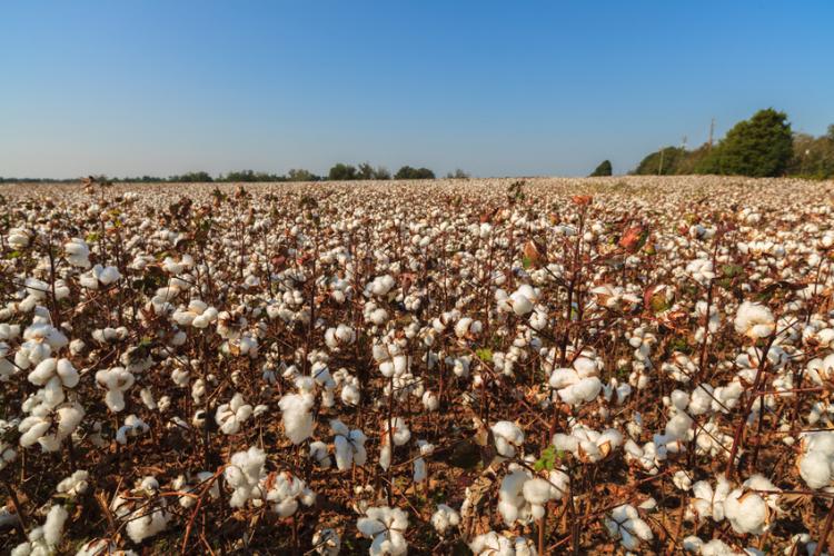 Campo de algodón en Alabama.
