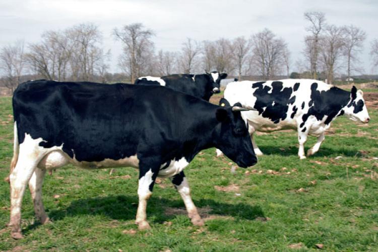 Vacas lecheras de raza Holstein en Winsconsin.