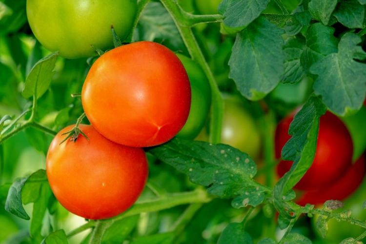 Tomates madurandon en la tomatera.