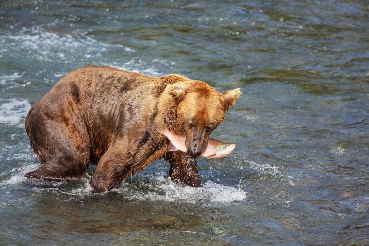 Un oso con un salmón en la boca.