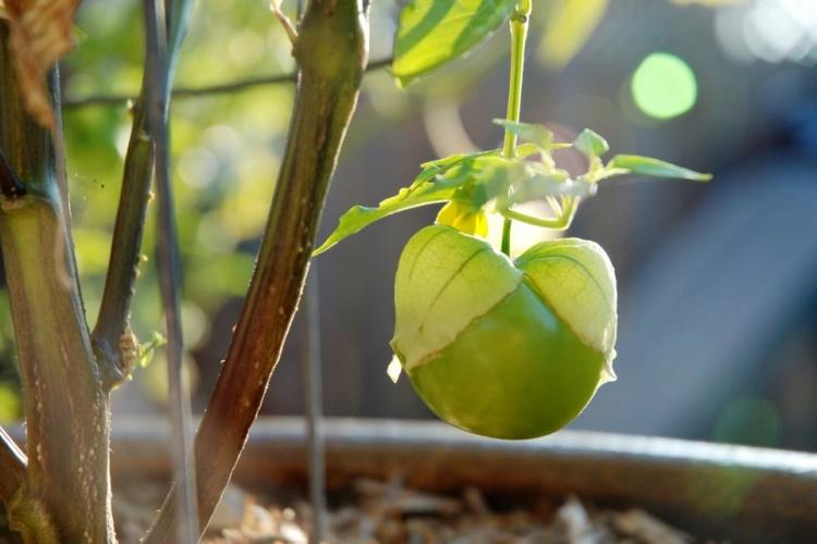 Un tomatillo madurando en la planta.