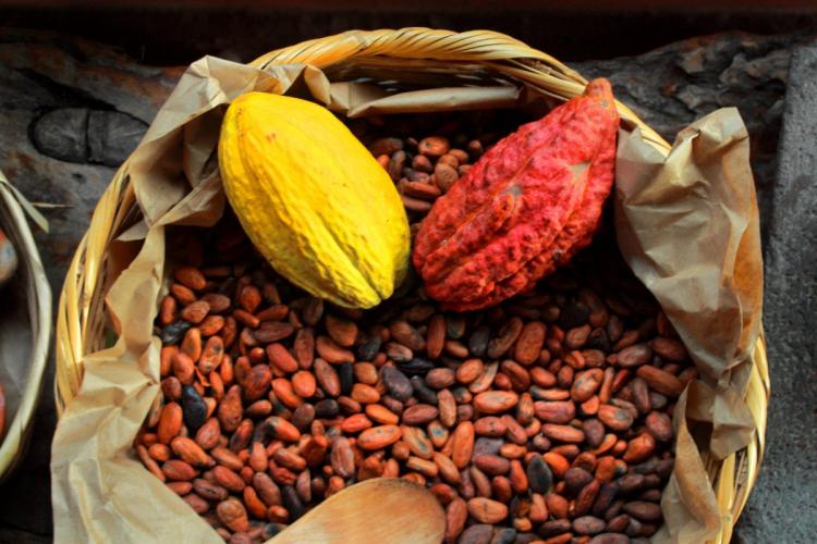 Mazorcas de cacao y cacao en grano.