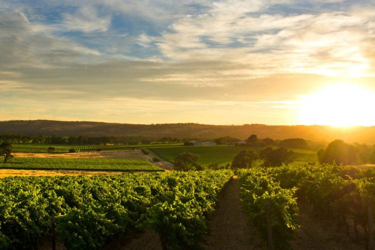 McLaren Vale, región vinícola en el sur de Australia.