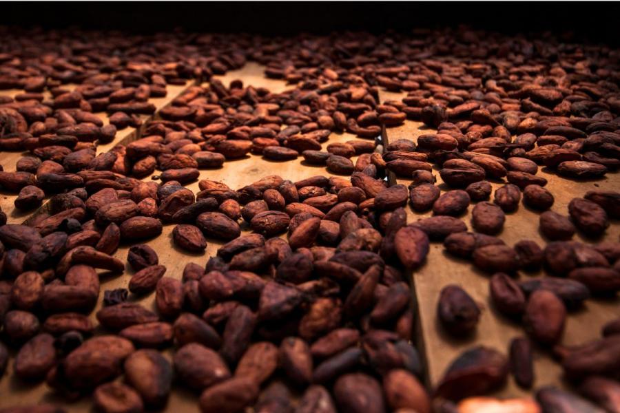 Cacao costarricense.