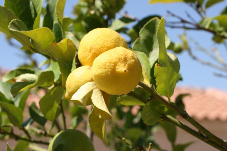Limones madurando en el limonero.