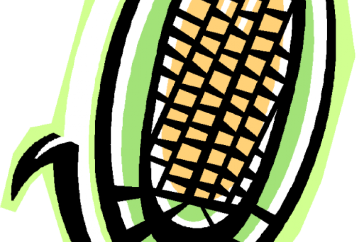 Mazorca de maíz, dibujo.