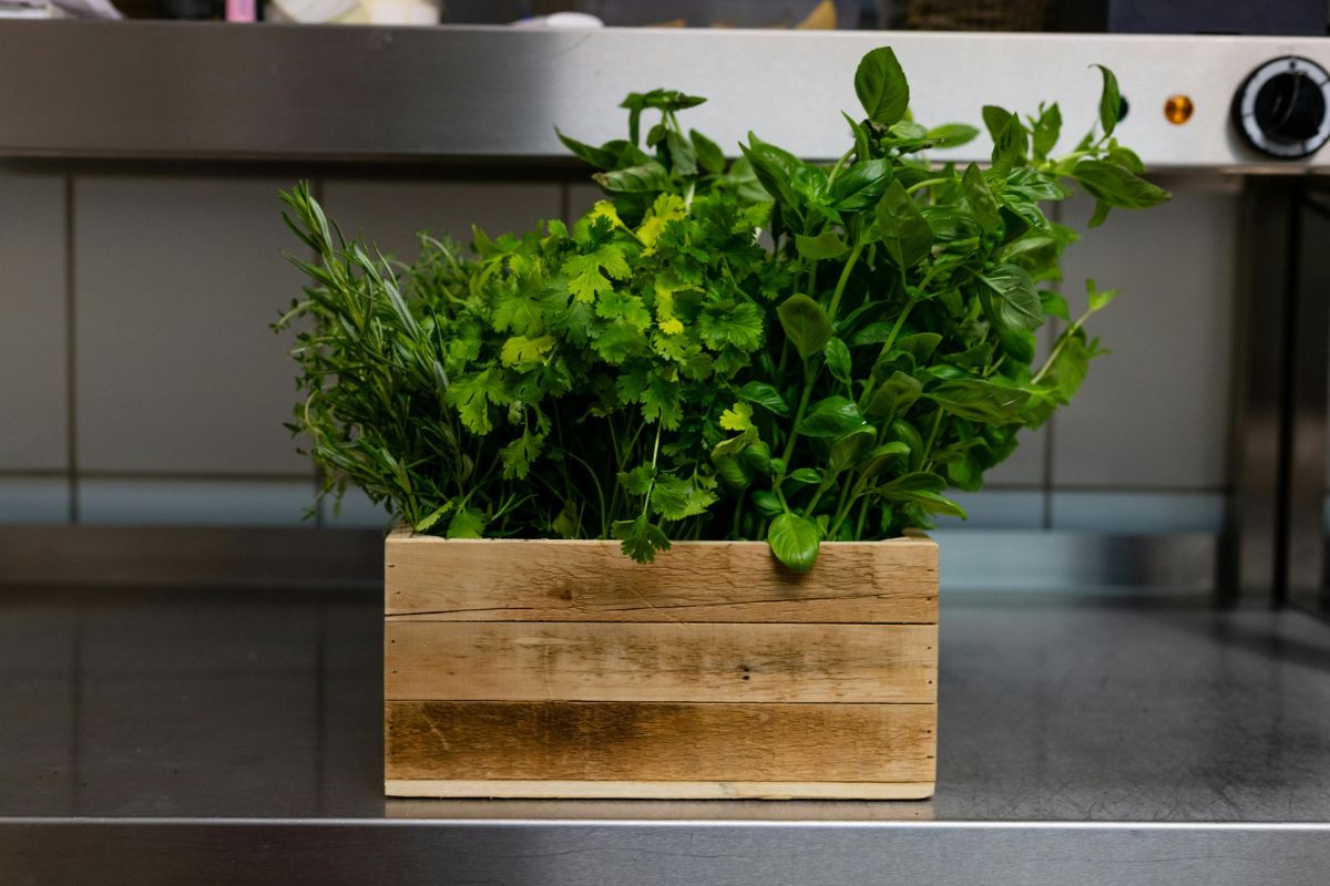 Caja de madera con un surtido de hierbas aromáticas frescas, entre ellas albahaca, cilantro y romero, sobre la encimera de una cocina.